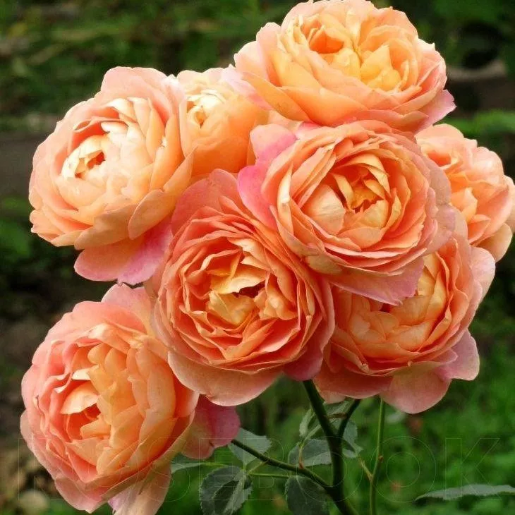 Роза плетистая Леди оф Шалот v5 Lav 