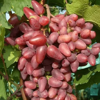 Дубовский Виноград