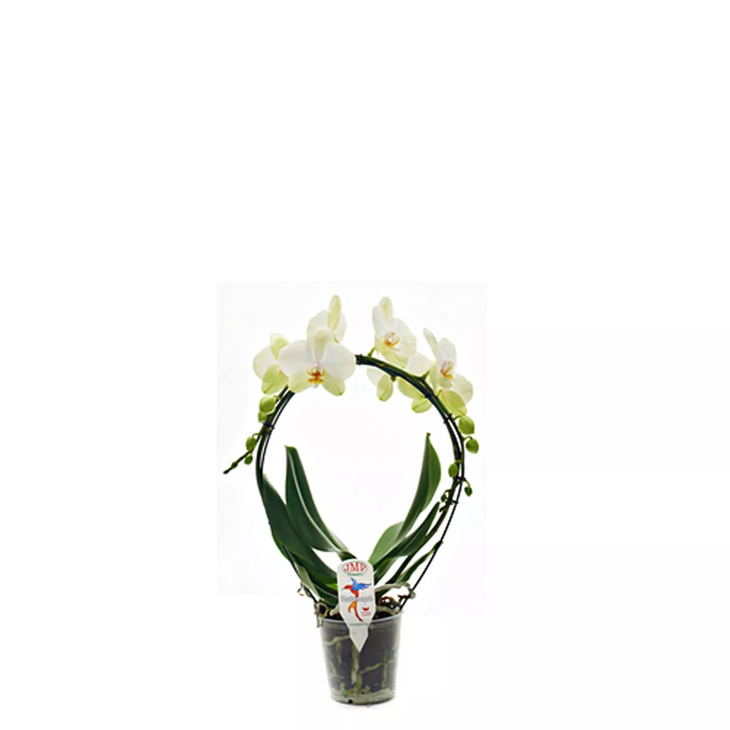 Фаленопсис Каскад d12 