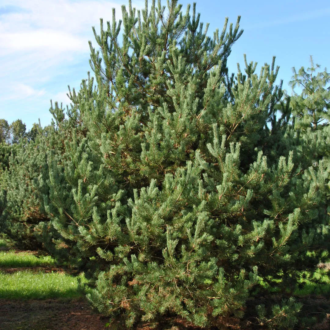 Растение сосна обыкновенная Тиндсал 140-160см Lt 