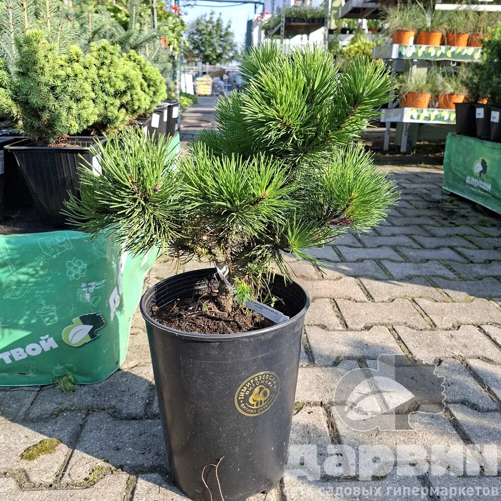 Сосна горная Саншайн 25-30 cm Mt 