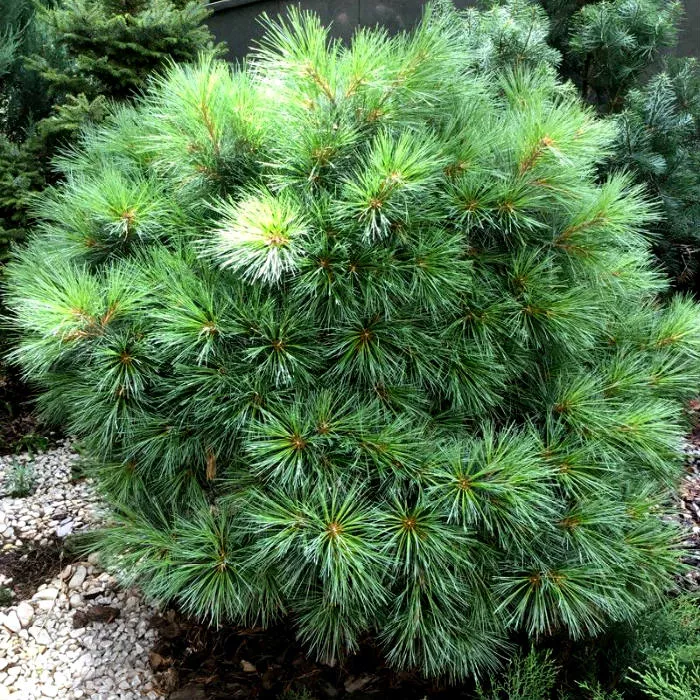 Растение сосна веймутова Блю шаг 30/35, C11 Ks 