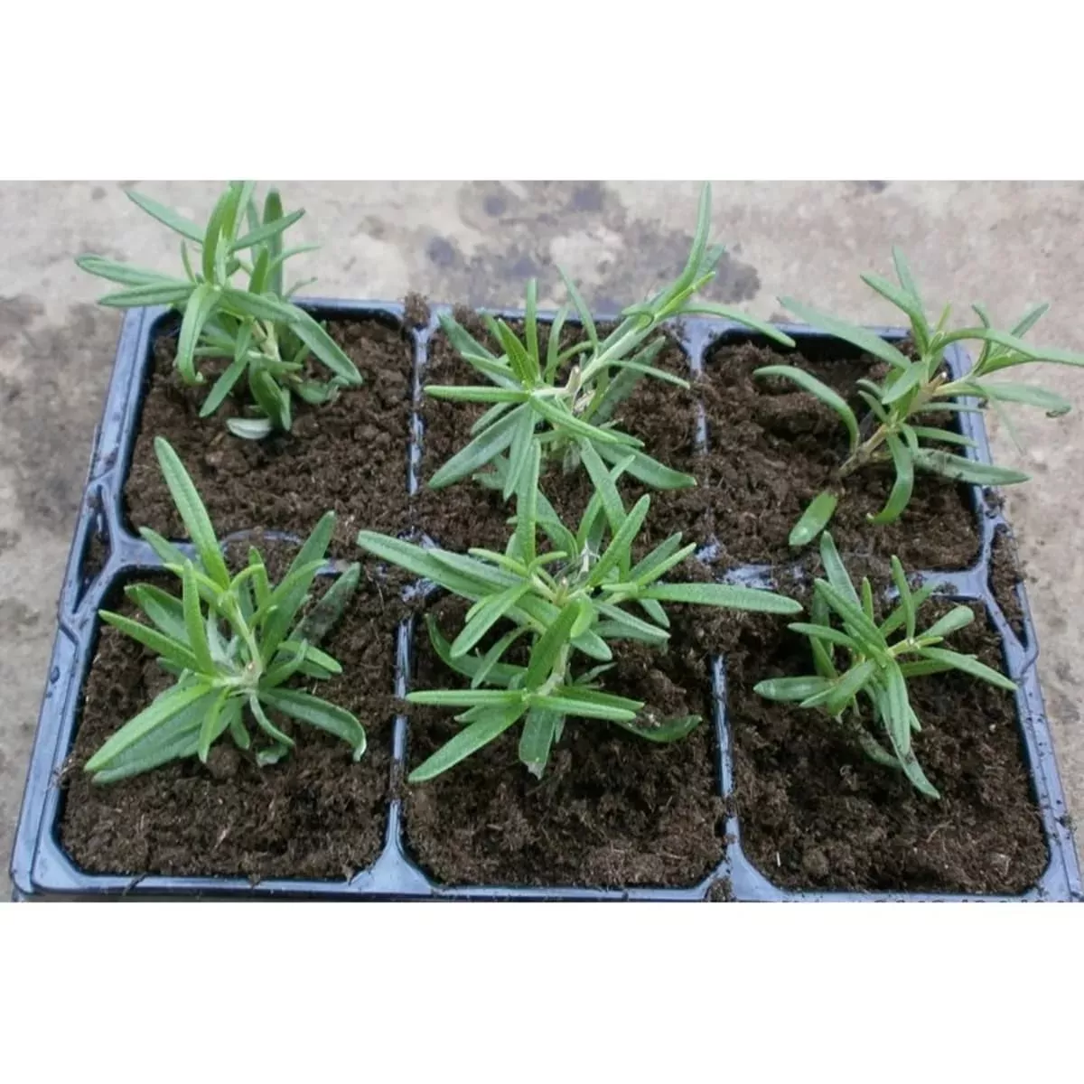 Розмарин лекарственный в кассете 6шт Lav 