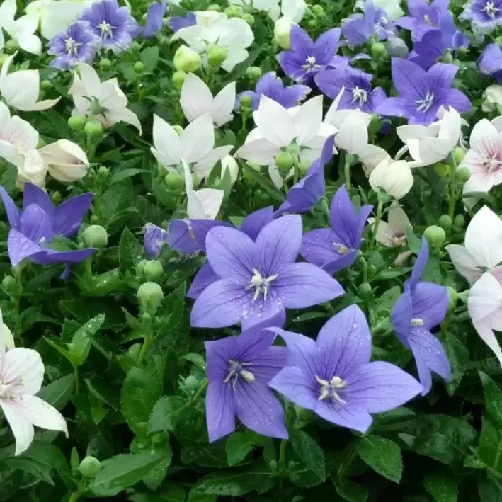 Платикадон d11 МО 