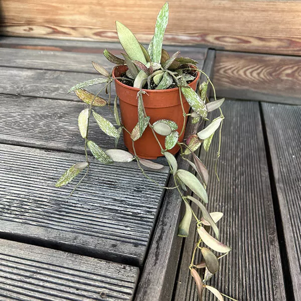 Хойя Сигиталис d12 h20 