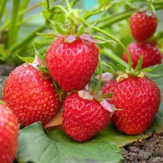 Земляника ремонтантная Елизавета-2 d11 Tim 