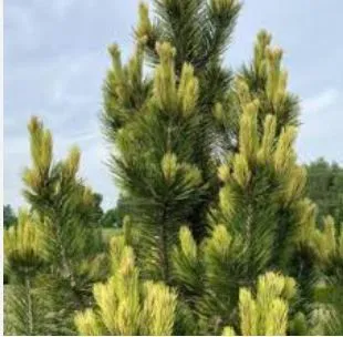 Сосна Шверина Тёртл 25-30 см v4 Mt 