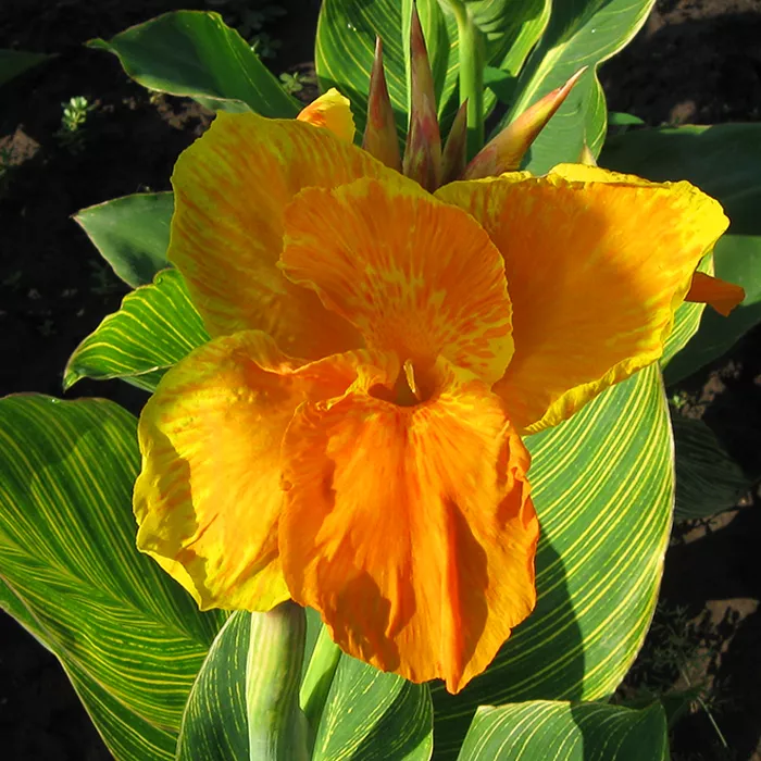 Корневище Канна Рэйн Шарлотт, 1шт/уп 