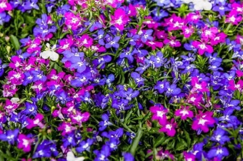 Купите и посейте лобелию