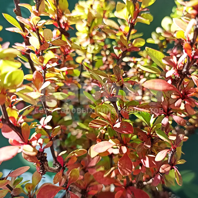 Барбарис тунберга Паувау C2, 20-40 UL 