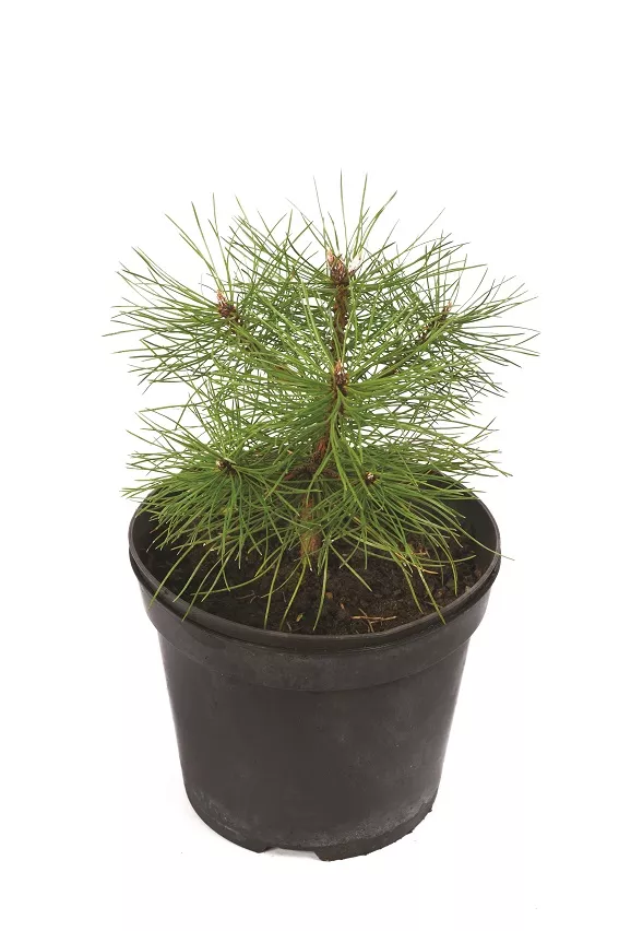 Сосна крымская v2 Lav 