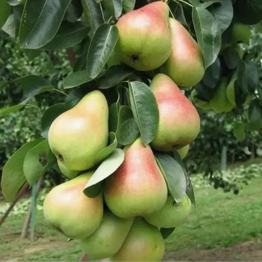 Груша карликовая Светлячок v7 60-80 Tim 