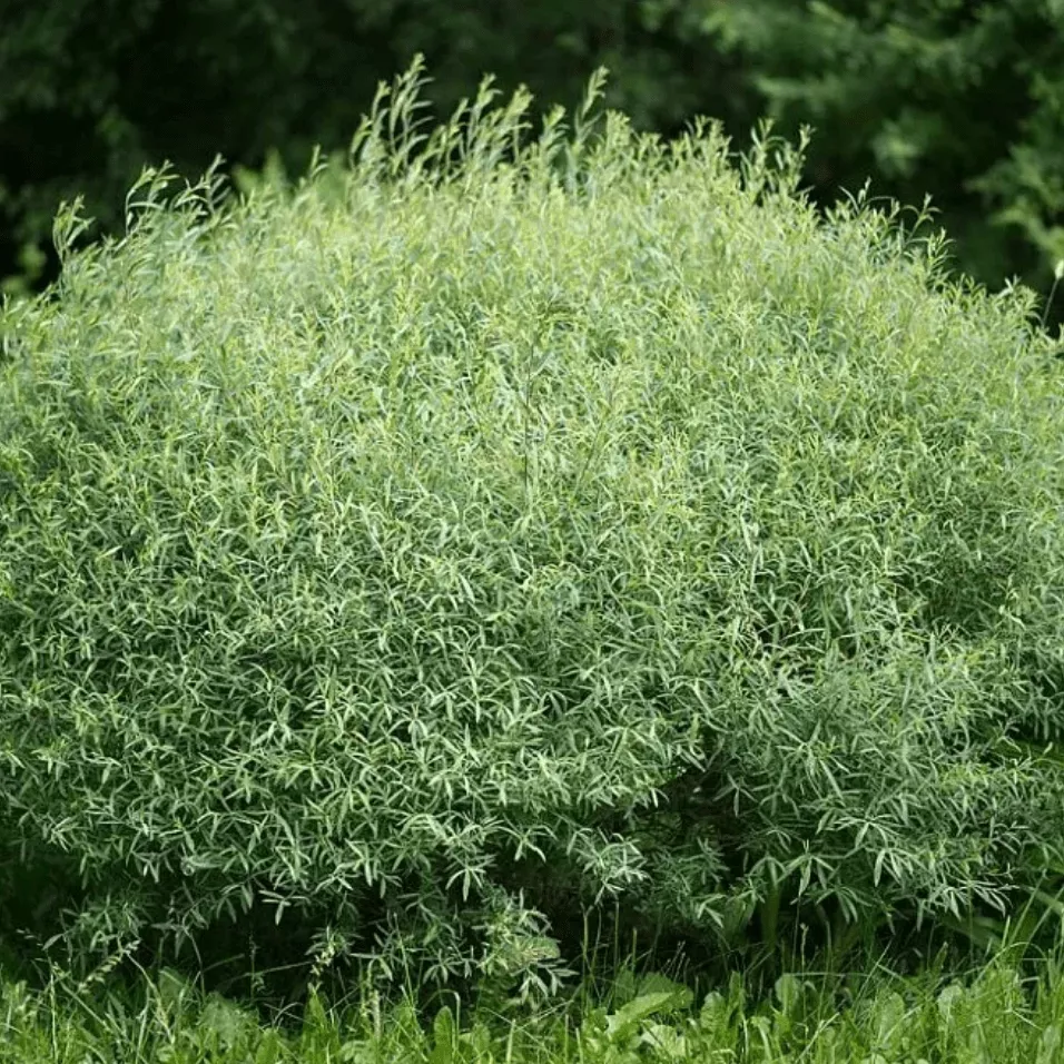 Ива пурпурная Нана v2 Lav 