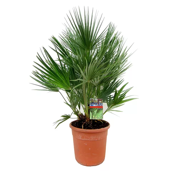 Хамеропс приземистый Вулкано d19 h40 