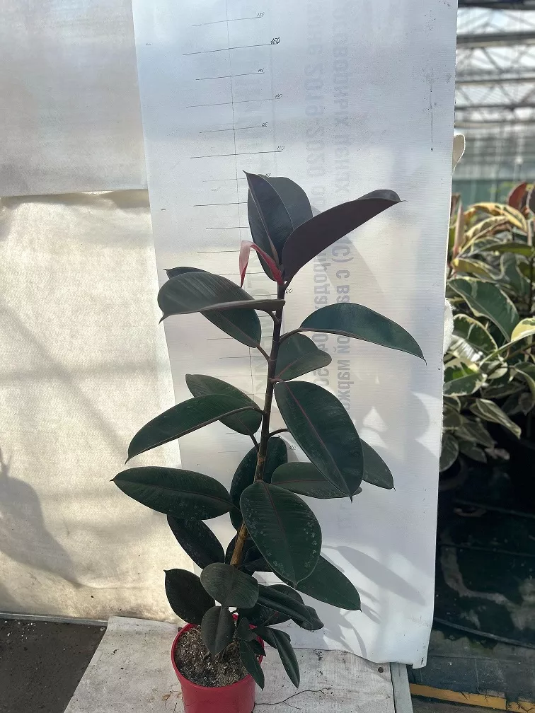 Фикус эластика Абиджан d25