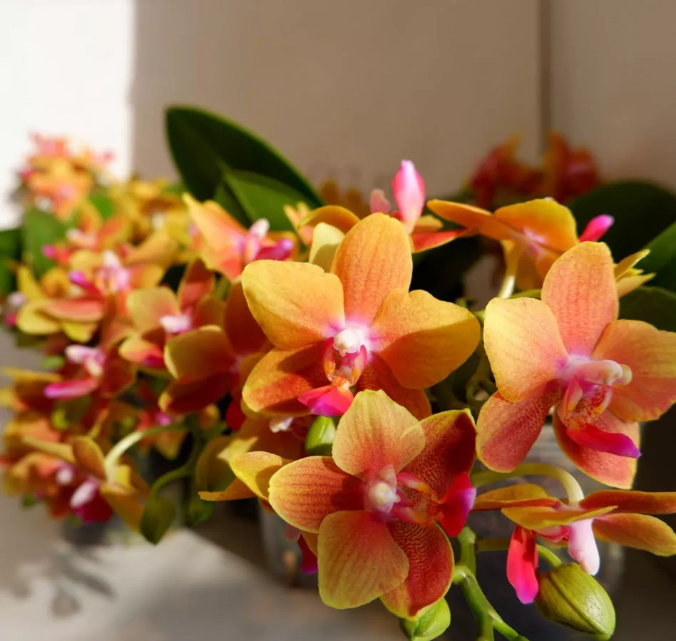 Фаленопсис 2 вет Оранж d7 h25 