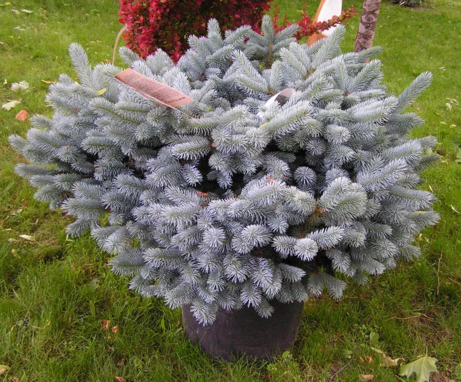 Ель колючая Глаука Глобоза v7,5 30-40 Sav 