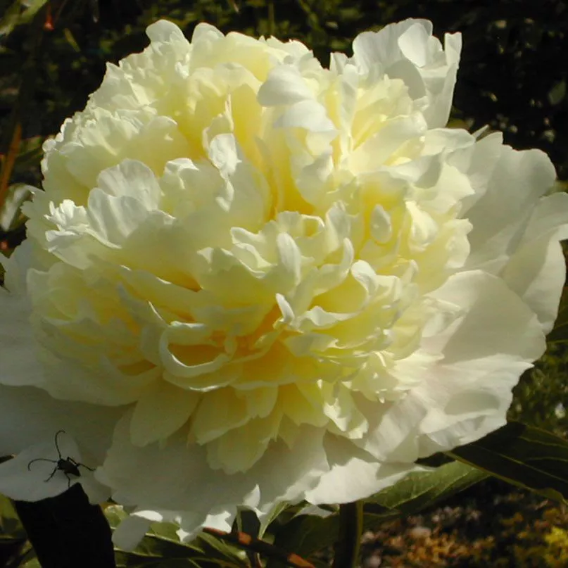 Корневище Пион Лаура Дессерт 1шт 