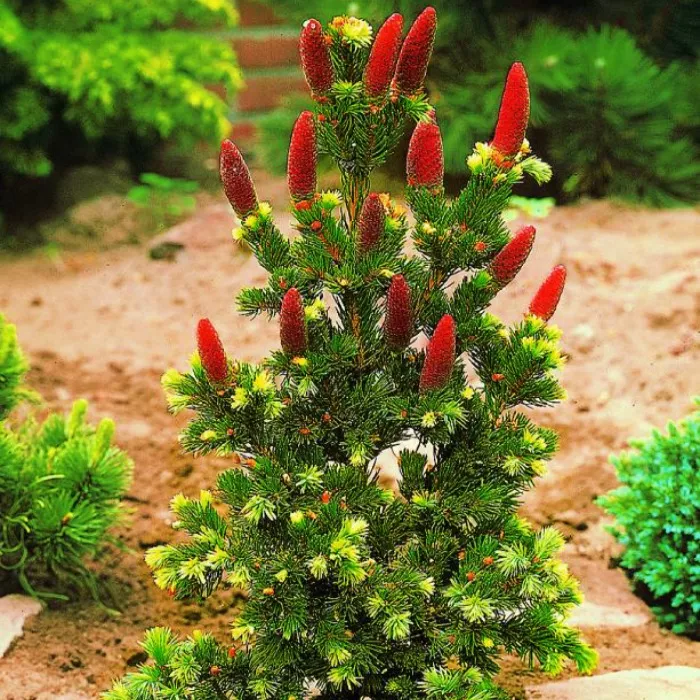 Ель колючая Лаки Страйк 80-100/60-80 Sav 