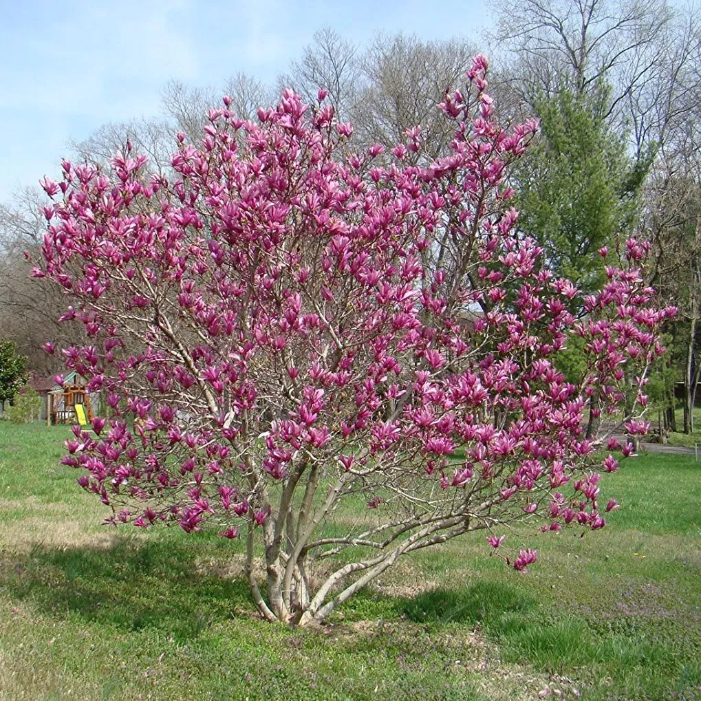 Магнолия Сюзан c30 h125-150 TW 