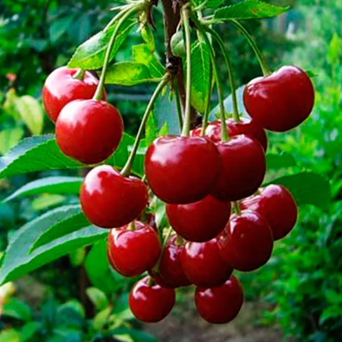 Вишня Морозовка 1-летка 