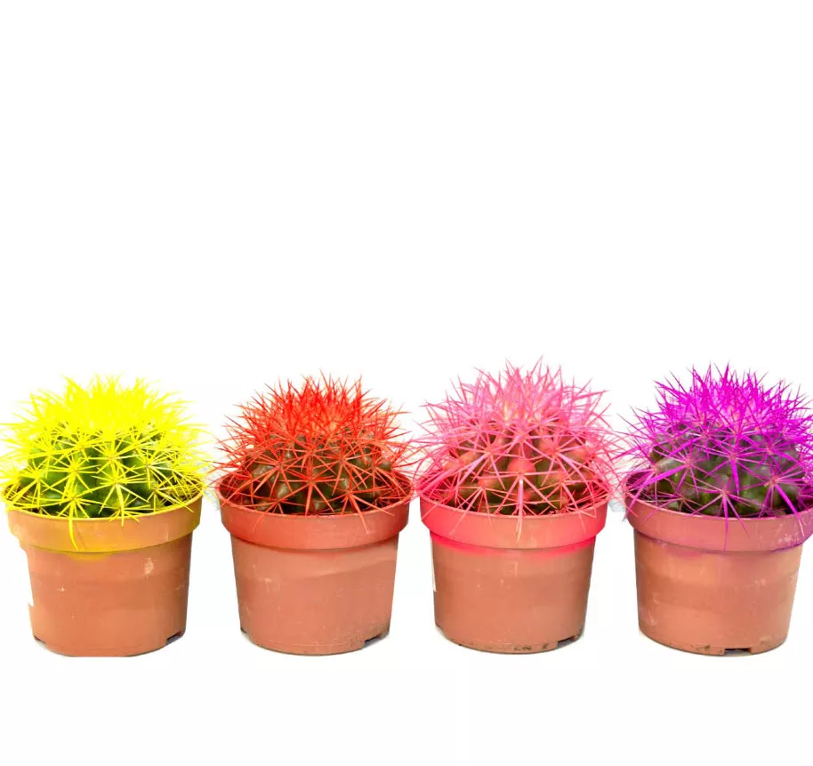 Эхинокактус грузона радуга d10 h13 