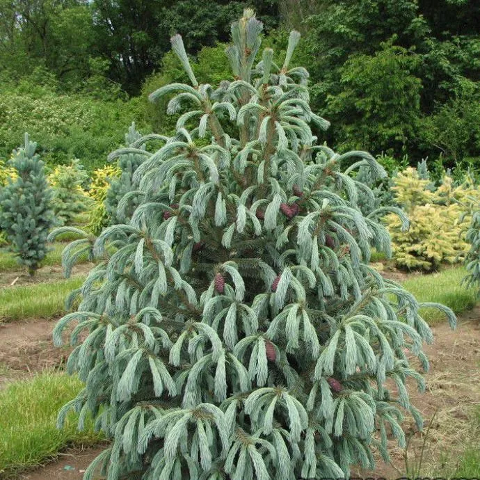 Растение ель энгельмана Глаука С35, 100см 