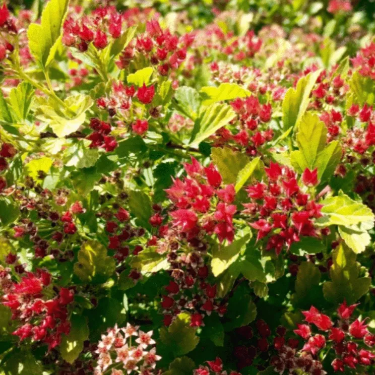 Пузыреплодник калинолистный Меджикал Распбери Лимон v2 Tim 