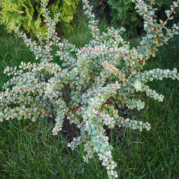 Барбарис тунберга Келерис c2 Kur 