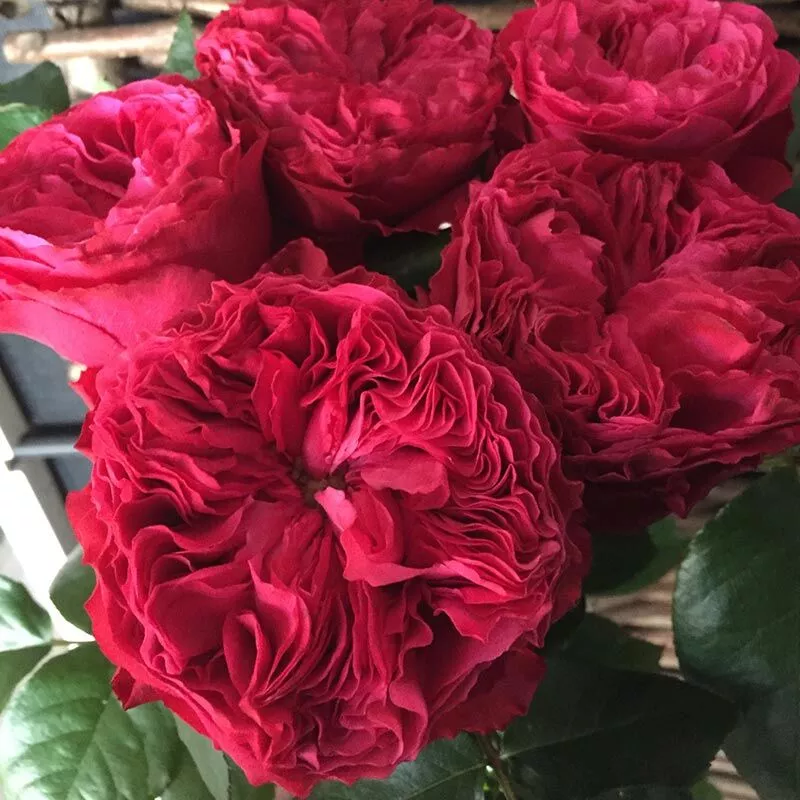 Роза спрей Фрозен Саммерхаус v5 Lav 