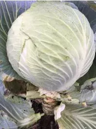 Семена Капуста белокочанная позднеспелая Киластоп F1 0,10 гСемко 