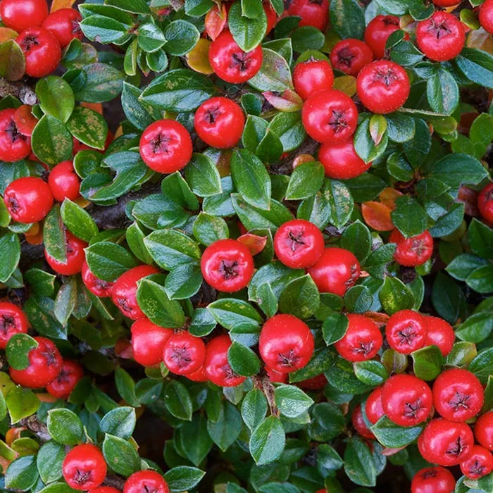 Кизильник горизонтальный Корал Бьюти P14 h30-40 Tw 