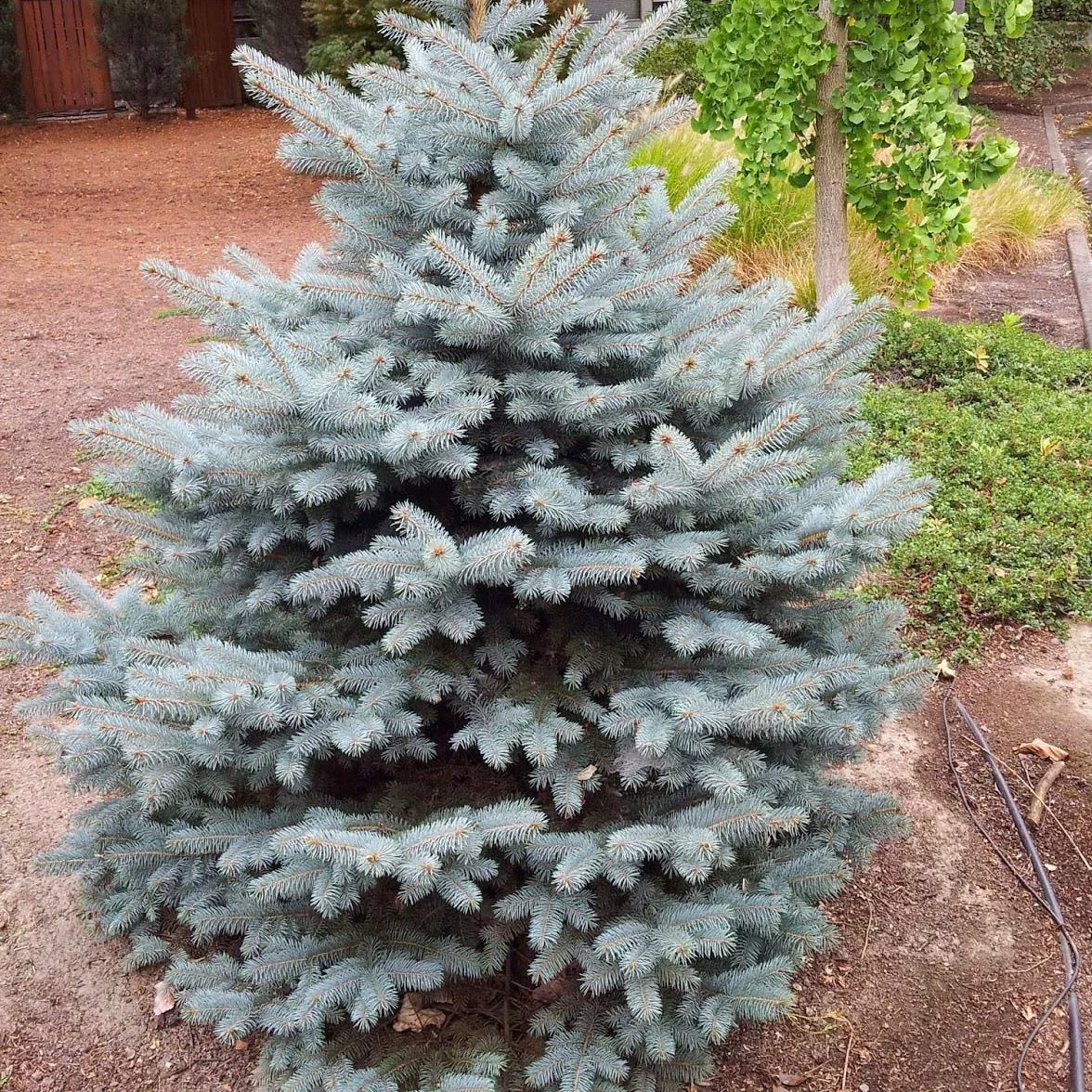 Ель колючая Блу Даймонд С20, 60-80см 