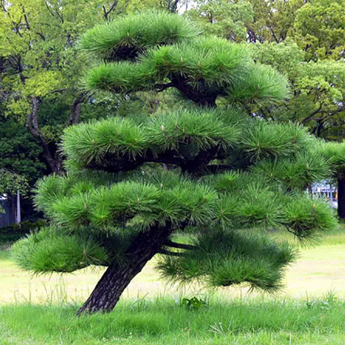 Сосна белая С3-5 Tim 