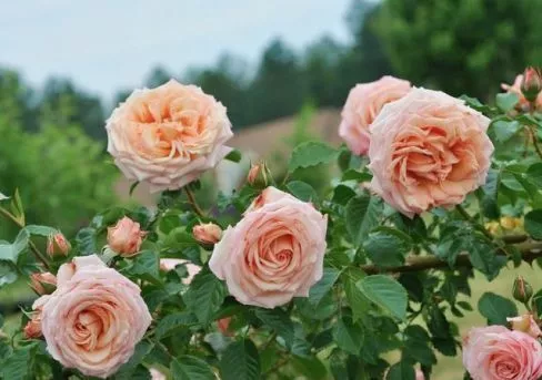 Роза плетистая Барок v5 Lav 