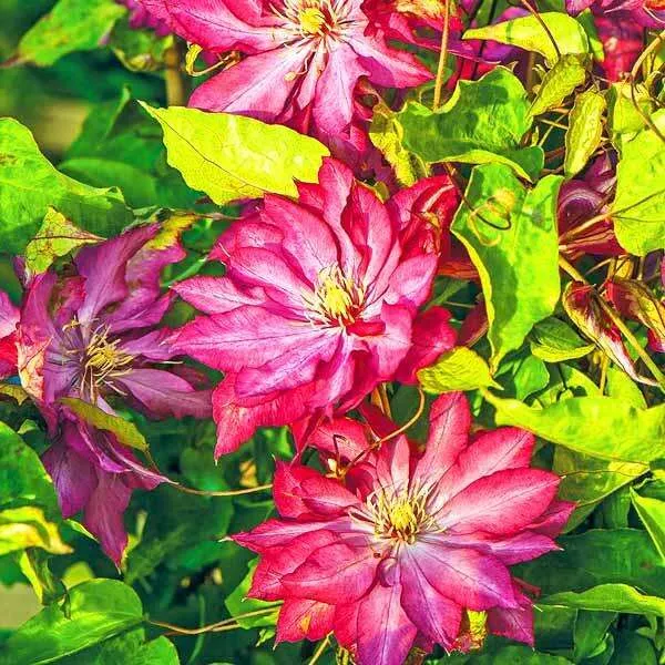 Клематис Каен v2 CL 