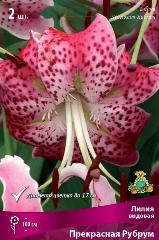 Луковица Лилия видовая Прекрасная Рубрум 16/18 2шт. Поиск 