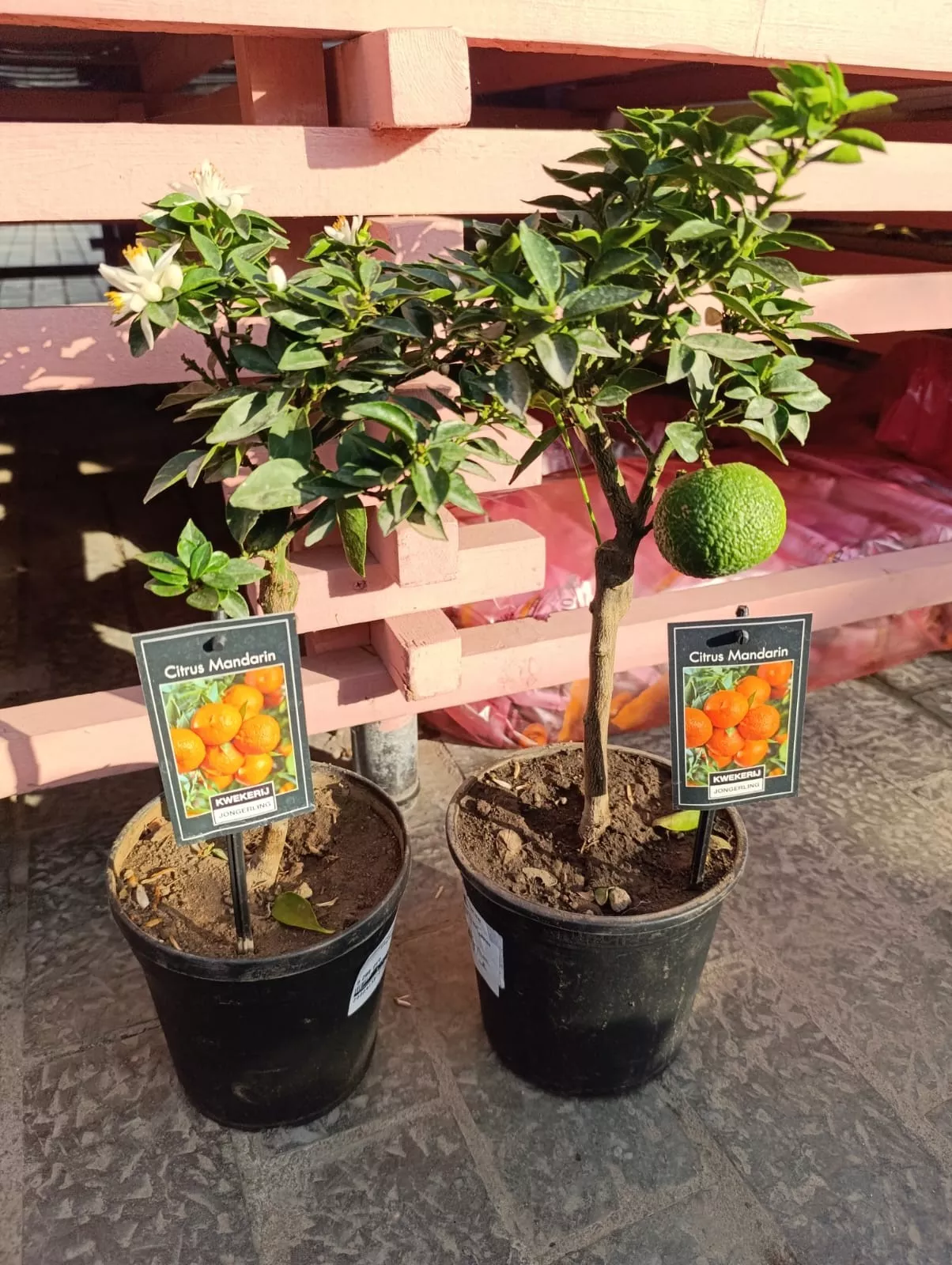 Цитрус Мандарин d15 h45 