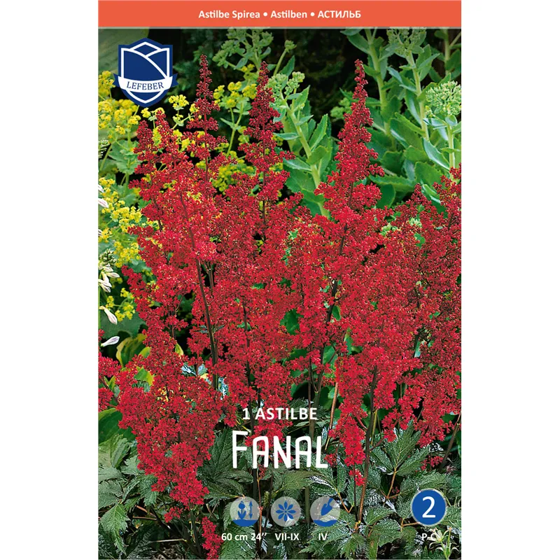 Корневище Астильба Арденса Фанал 2/3 1шт 