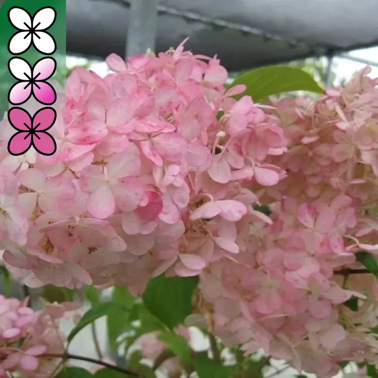 Гортензия метельчатая Перл де Отум v3 Tim 