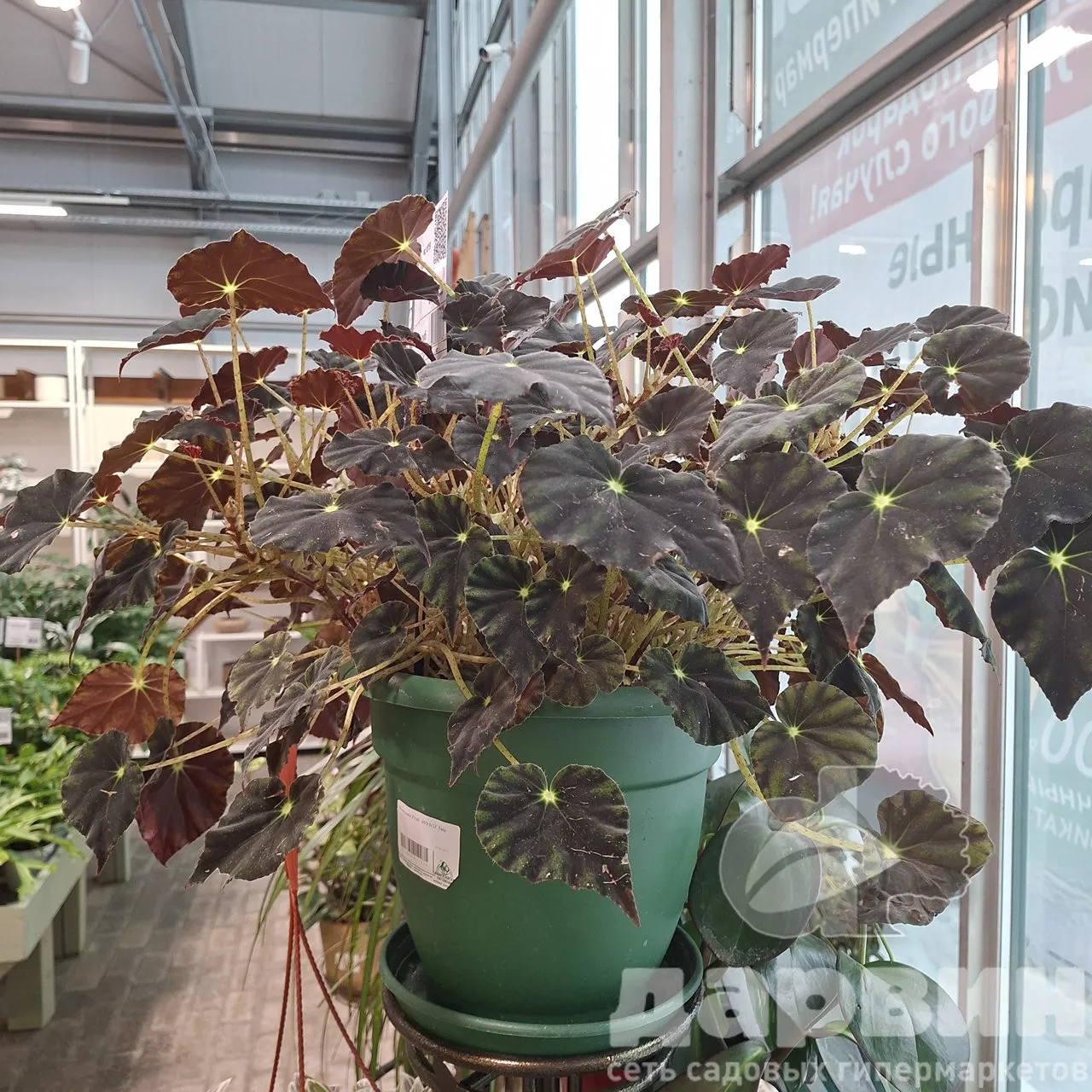 Бегония Рекс d19 h37 Tim 