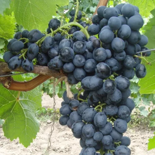 Виноград плодовый Аттика, фиолетовый в коробке ЦО 