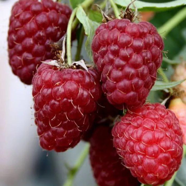 Малина обыкновенная Феномен красная в коробке Tim 