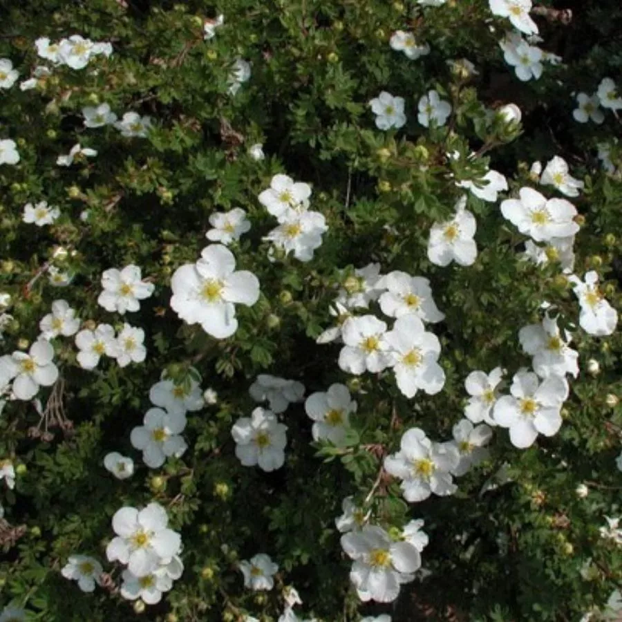 Лапчатка кустарниковая Маунт Эверест v2 Lav 