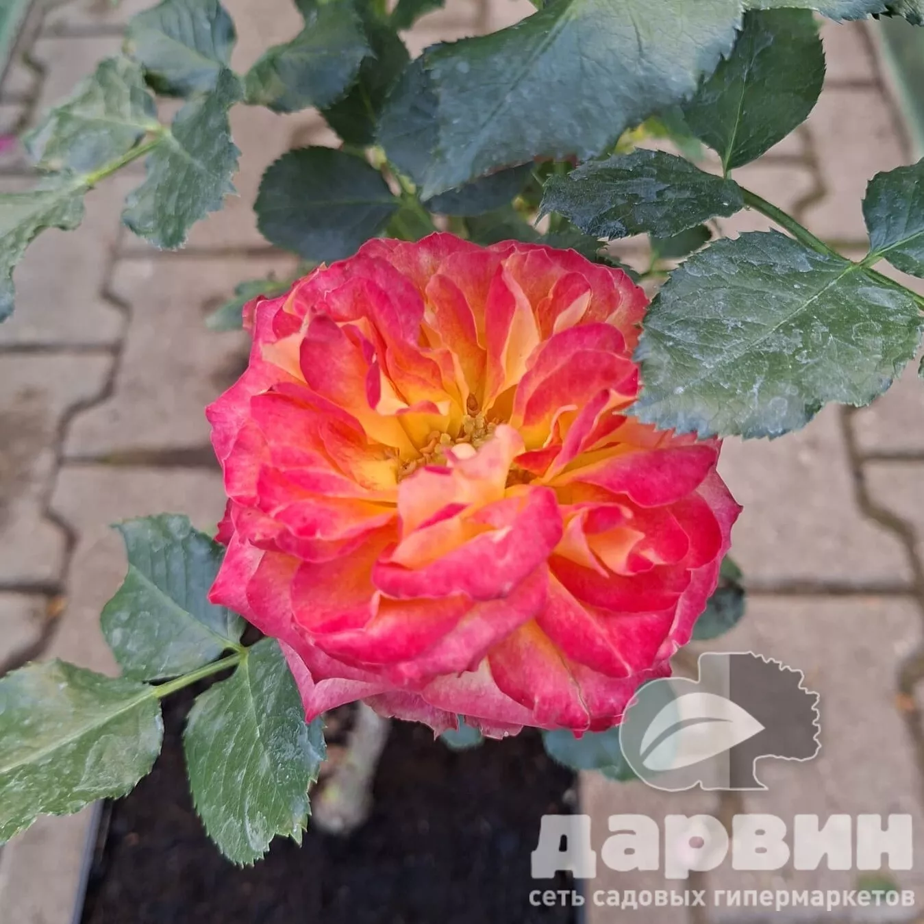 Роза спрей Вулканика v5 Lav 