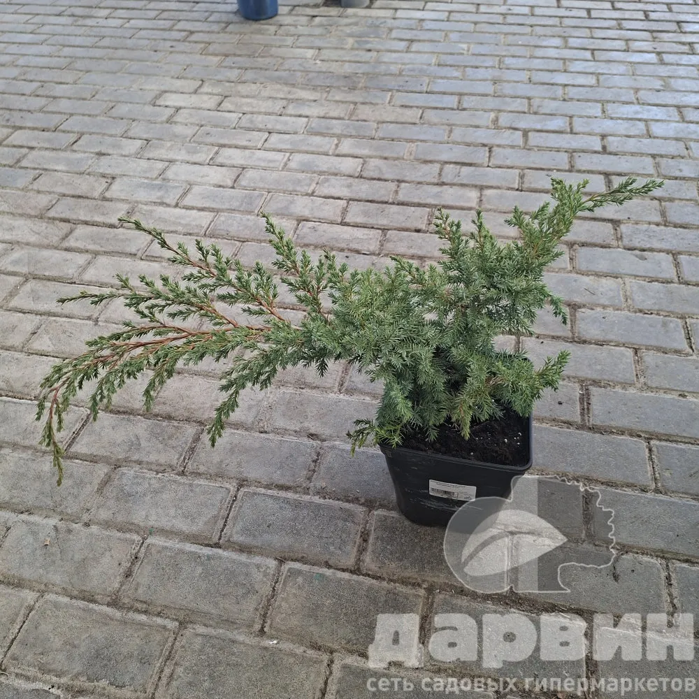 Можжевельник чешуйчатый Ханненторп v5 Lav 