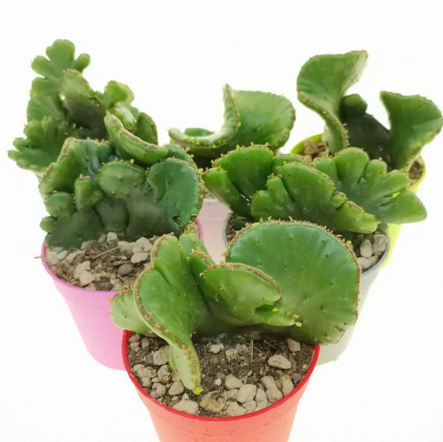 Эуфорбия Леукодендрон  d10 h12 