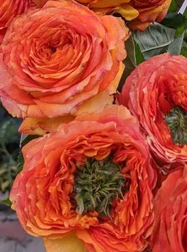 Роза чайно гибридная Грин Айсленд Самоа в коробке Биосфера 