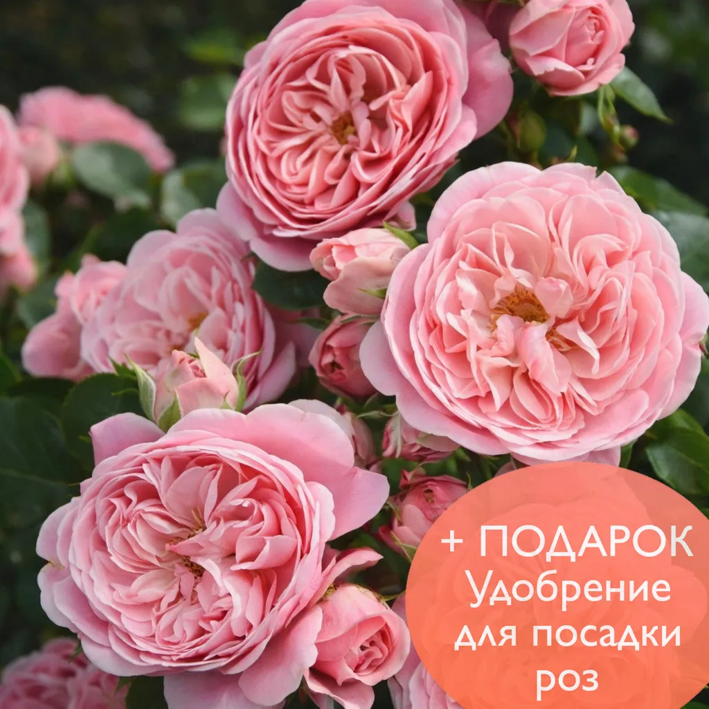 Роза  флорибунда Байландо в коробке Биосфера 