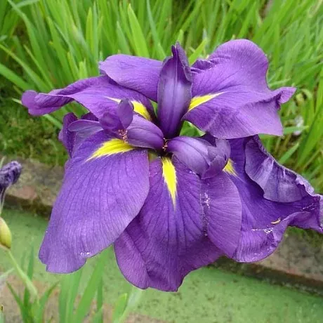 Корневище Ирис японский Пепл Парасол, Поиск 